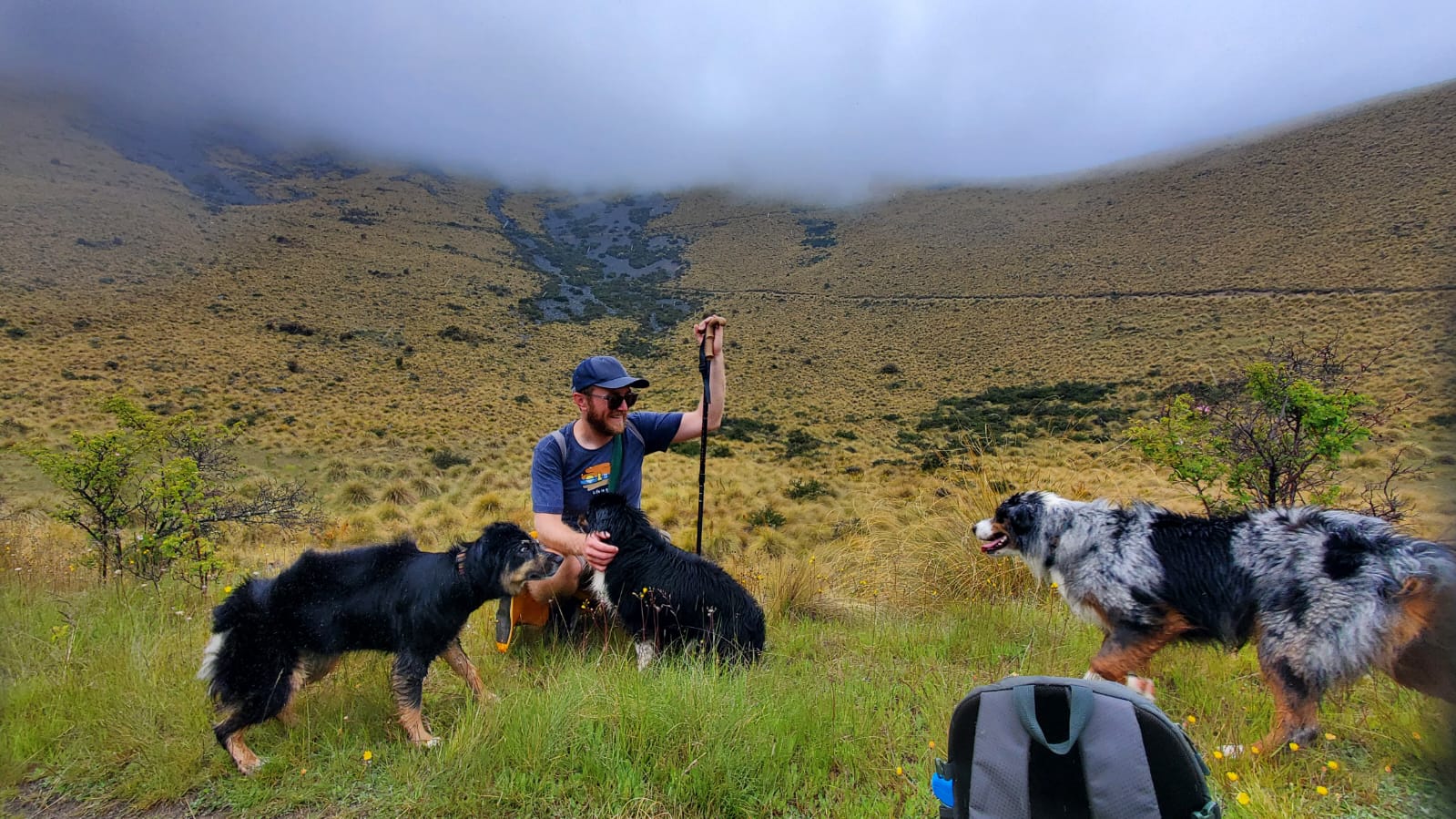 hike dogs